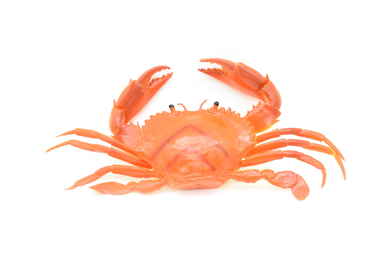 Crab, Orange, Saltwater, Squeakee, Rubber, Crustacean Design, Educational, Hand Painted, Figure, Lifelike, Model, Replica, Gift       9"       F1680 B98
