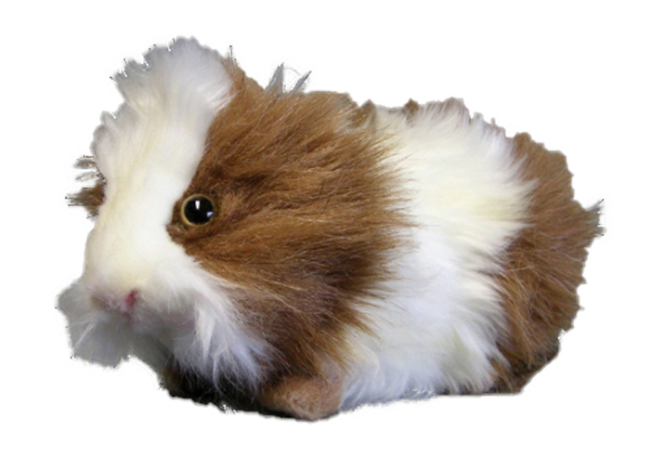 black and white fluffy guinea pig