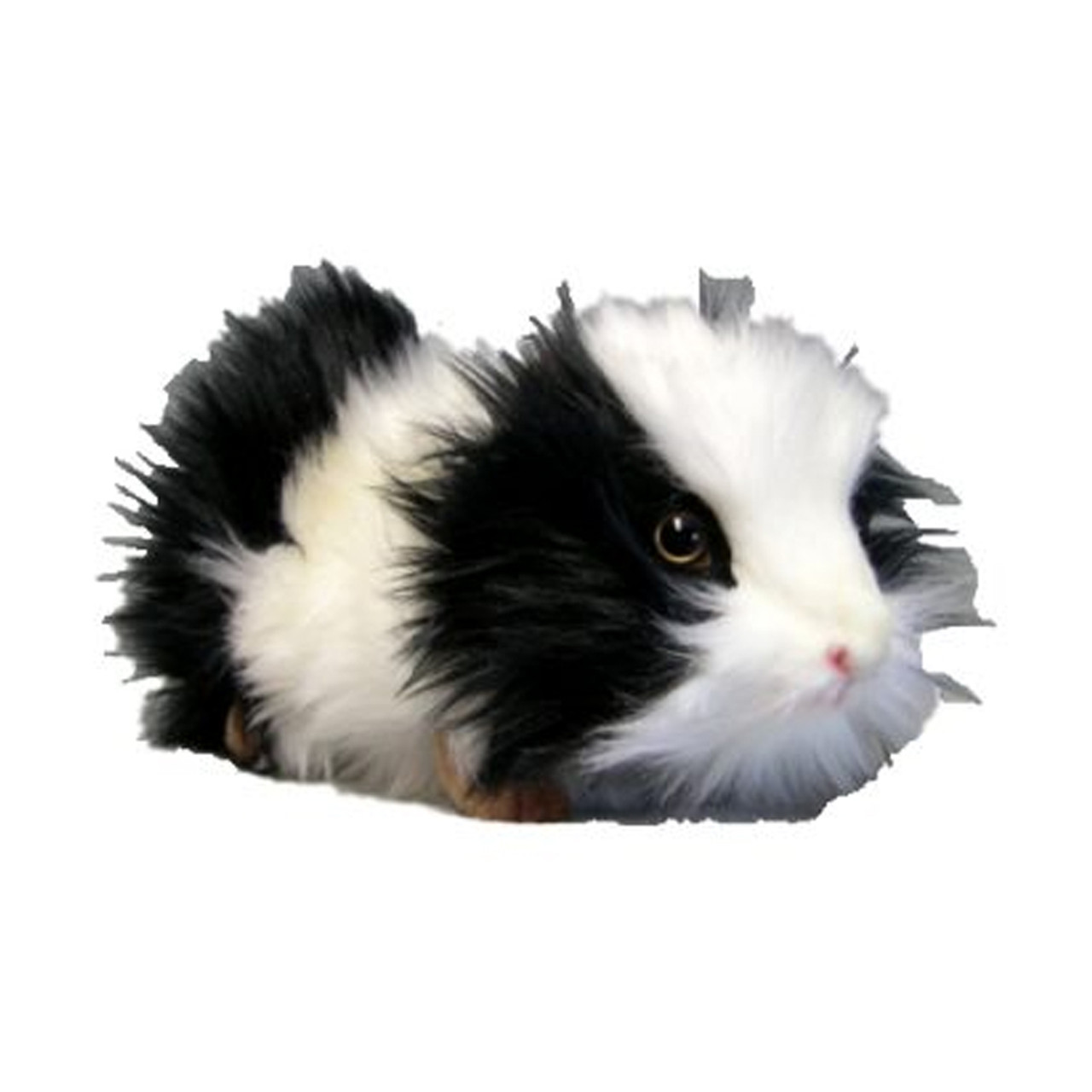 fluffy white guinea pig