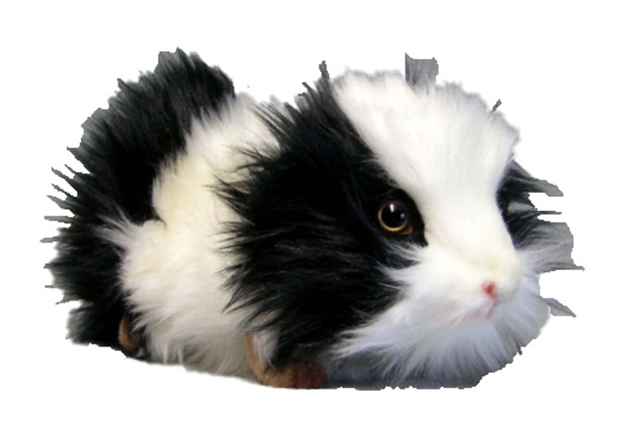 black and white guinea pig