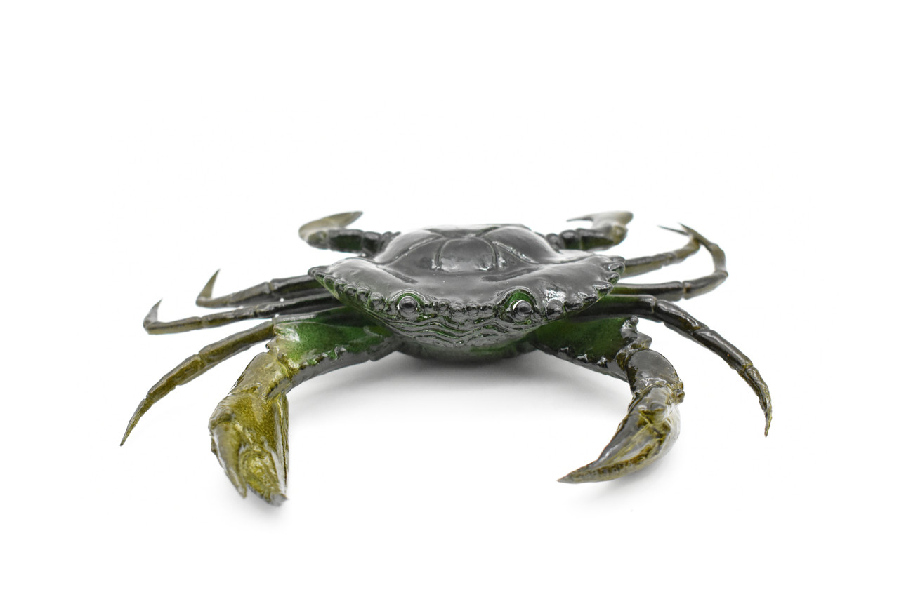 Crab, Mud Crab, With Squeak, Squeakee, Rubber, Crustacean Design, Educational, Hand Painted, Figure, Lifelike, Model, Replica, Gift       7"      F1765 B107