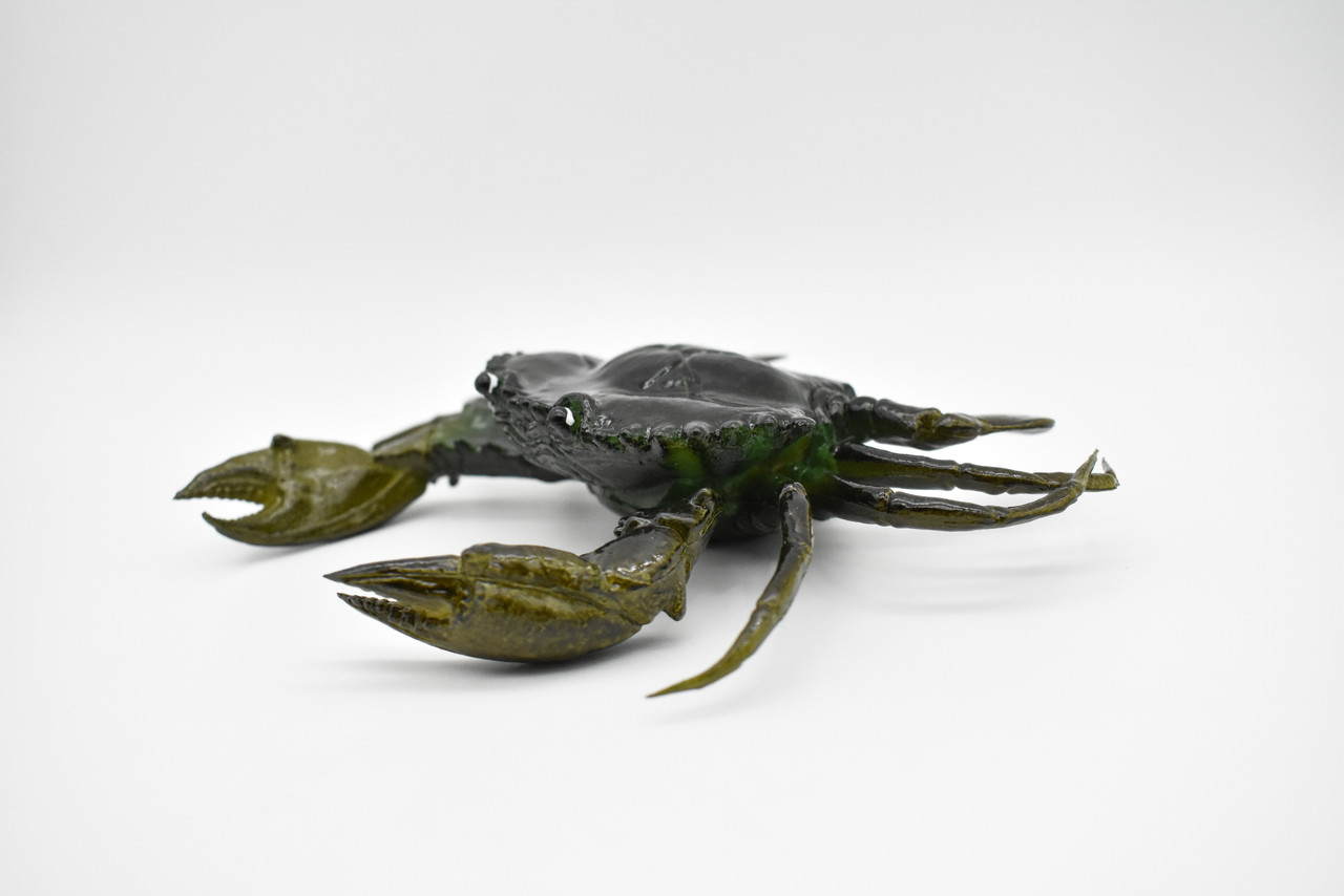 Crab, Mud Crab, With Squeak, Squeakee, Rubber, Crustacean Design, Educational, Hand Painted, Figure, Lifelike, Model, Replica, Gift       7"      F1765 B107