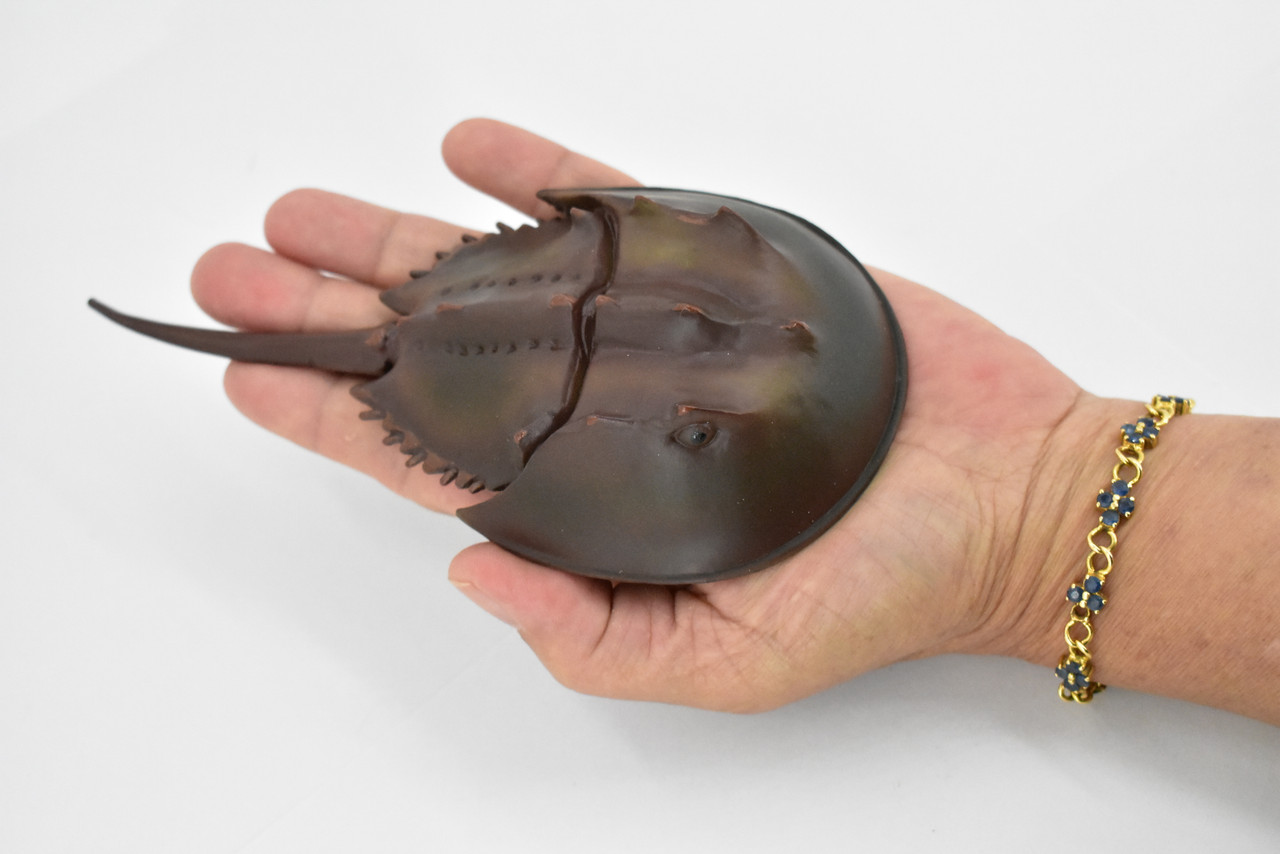 Crab, Horseshoe Crab, Museum Quality, Rubber, Crustaceans, Educational, Realistic, Hand Painted, Figure, Lifelike Figurine, Replica, Gift,      6 1/2"    F1771 B10