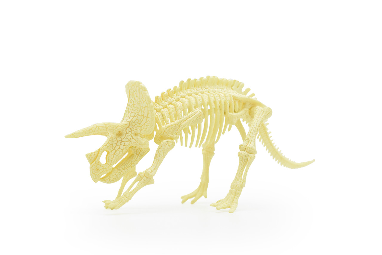 Triceratops Dinosaur, Realistic Toy Plastic Skeleton Model 9"  F1809 B303