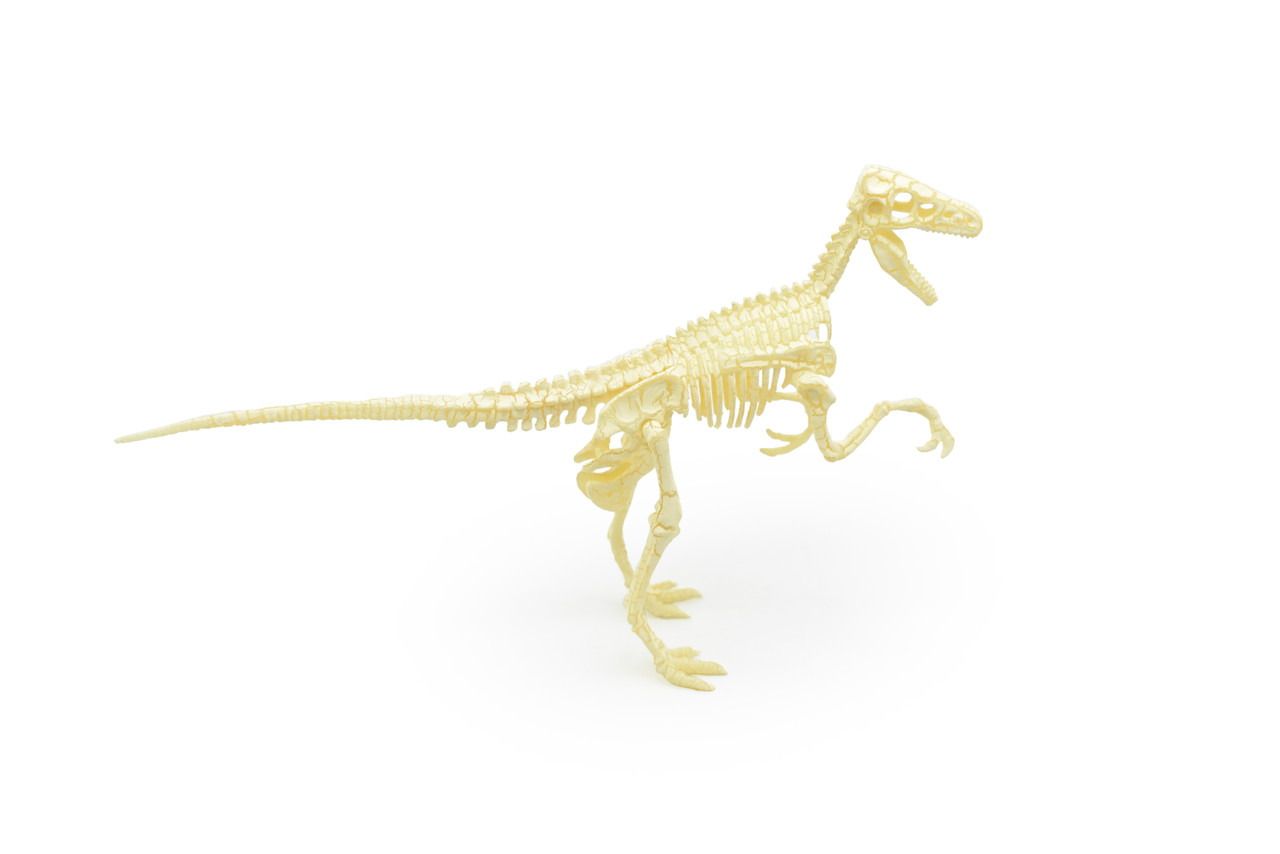 Velociraptor Dinosaur, Skeleton Puzzle Model    10"   -   F1811 B304