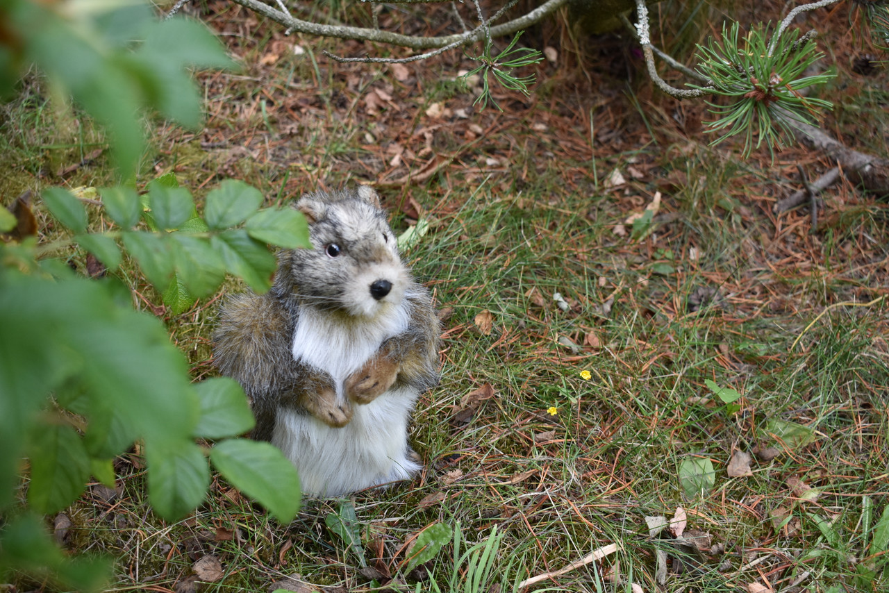 Groundhog, Marmot, Very Nice Plush, Stuffed Animal, Educational, Toy, Kids, Realistic Figure, Lifelike Model, Replica, Gift,    10"    F1968 B323