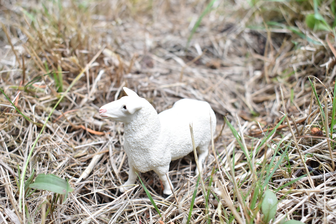 Sheep, Ewe Realistic Small Toy Model Plastic Replica Barn Farm Animal, Kids Educational Gift 3 1/2"  F2026 B136