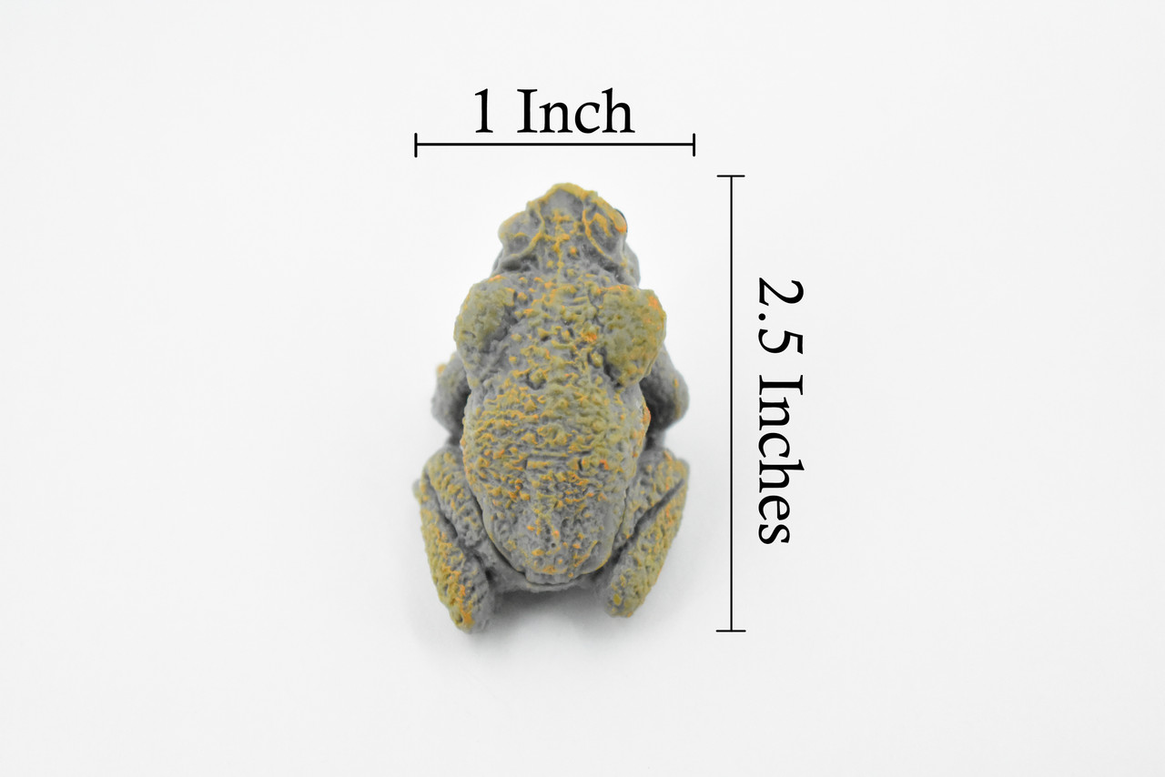 Cane Toad, Very Nice Rubber Amphibian, Educational, Hand Painted, Realistic, Rainforest, Replica, Toys, Kids, Gift,     2 1/2 Inches.