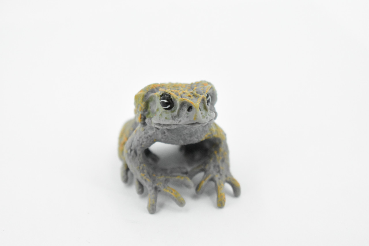 Cane Toad, Very Nice Rubber Amphibian, Educational, Hand Painted, Realistic, Rainforest, Replica, Toys, Kids, Gift,     2 1/2 Inches.