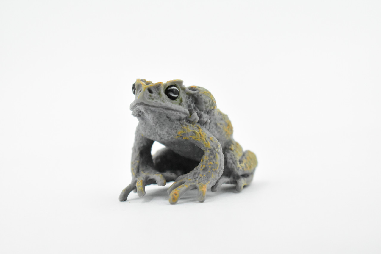 Cane Toad, Very Nice Rubber Amphibian, Educational, Hand Painted, Realistic, Rainforest, Replica, Toys, Kids, Gift,     2 1/2 Inches.