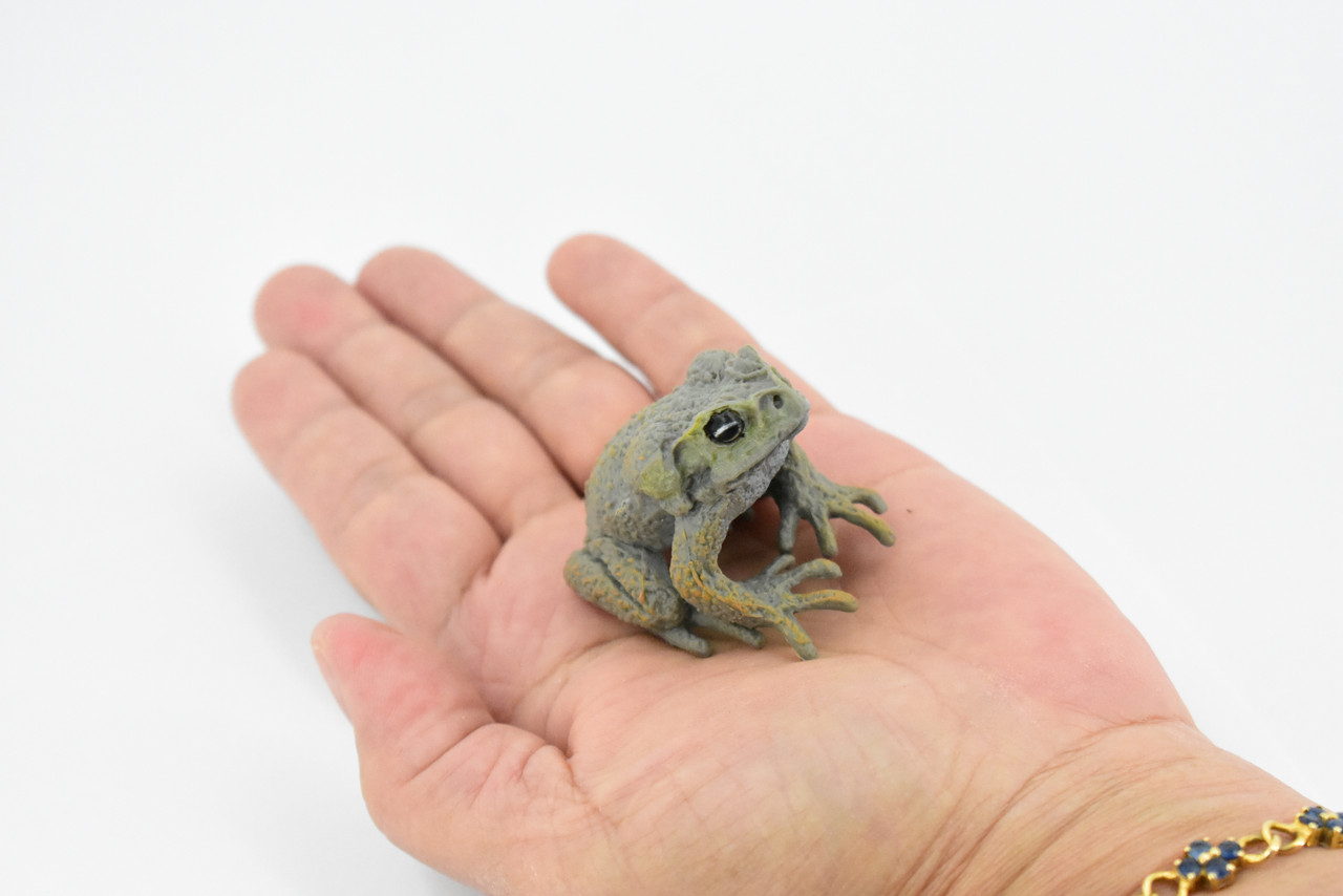 Cane Toad, Very Nice Rubber Amphibian, Educational, Hand Painted, Realistic, Rainforest, Replica, Toys, Kids, Gift,     2 1/2 Inches.