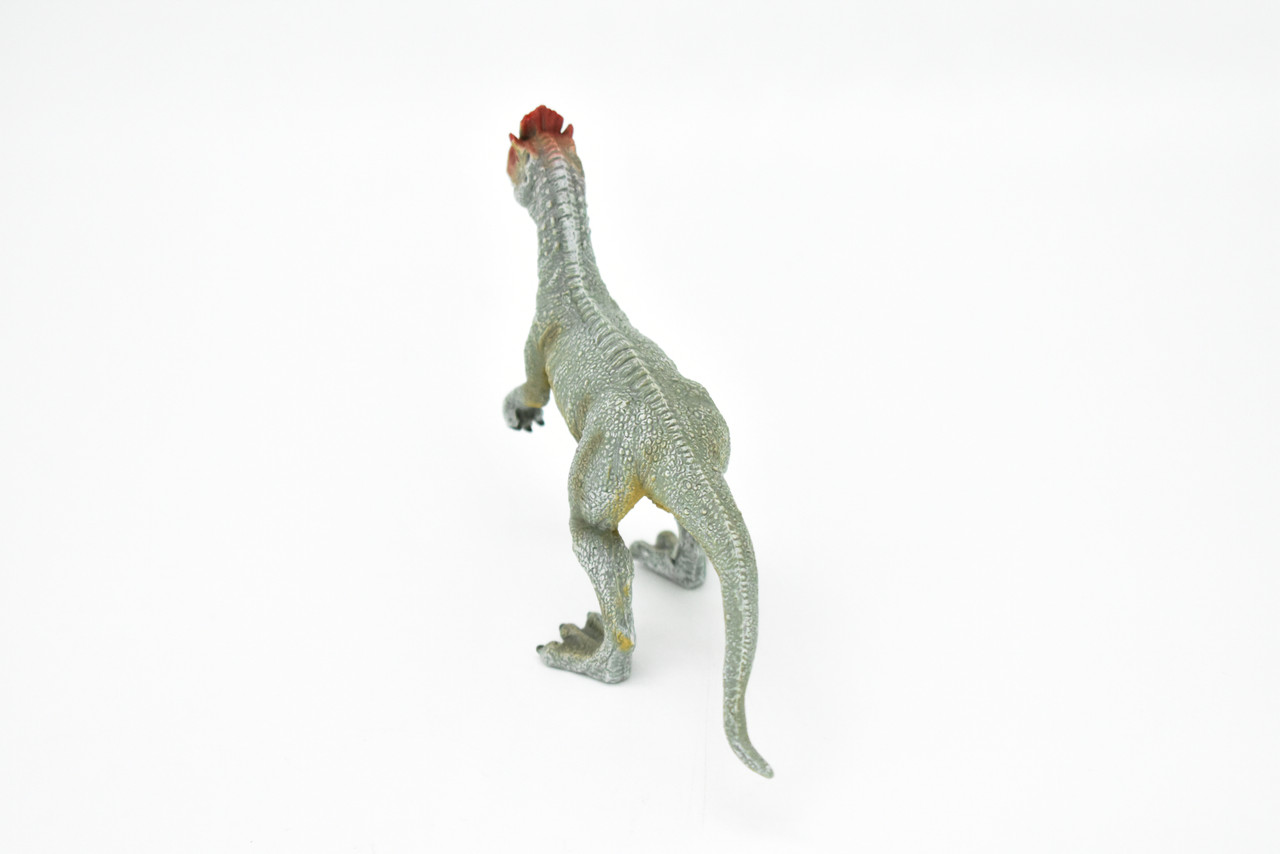 Cryolophosaurus Dinosaur, Museum Quality Plastic Replica  6"  - F3248 B144