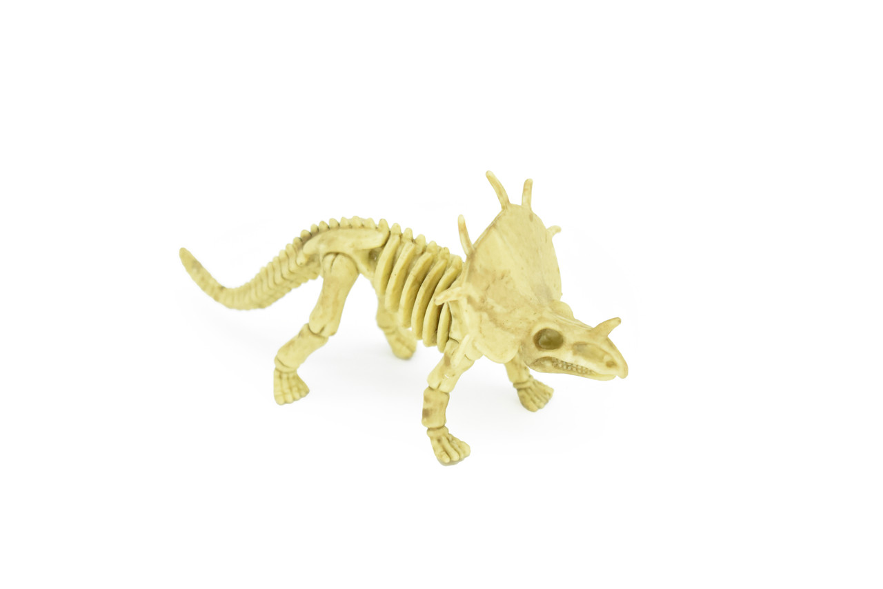 Protoceratops Dinosaur, Skeleton, Very Nice Plastic Replica    6" -   F3289 B66