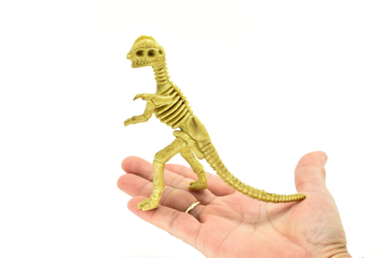 Dilophosaurus Dinosaur, Skeleton, Plastic Replica   6"  -   F3294 B66