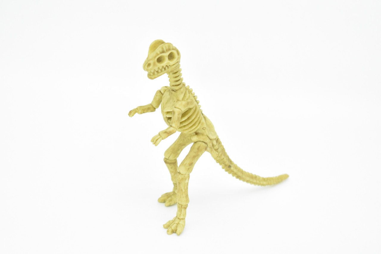 Dilophosaurus Dinosaur, Skeleton, Plastic Replica   6"  -   F3294 B66