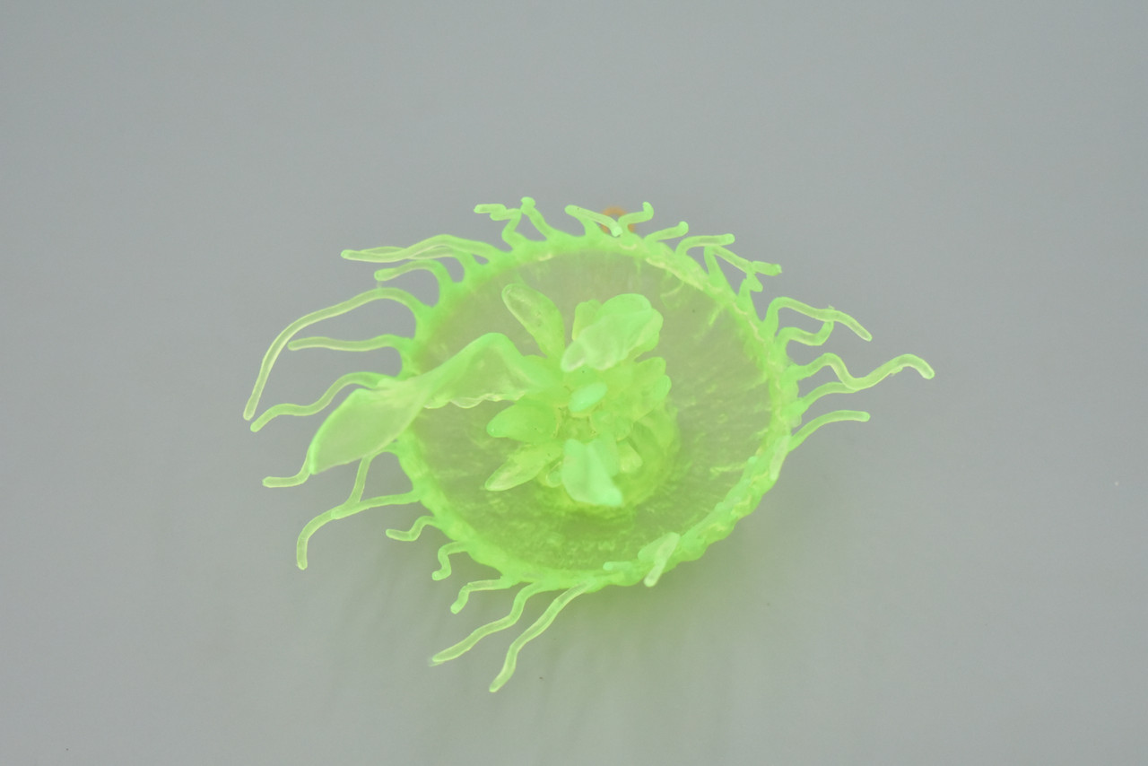 Jellyfish, Sea Jelly, Green, Gelatinous zooplankton, Rubber, Jelly fish, Design, Educational, Figure, Lifelike, Model, Replica, Gift,    3 1/2"     F3385 B106