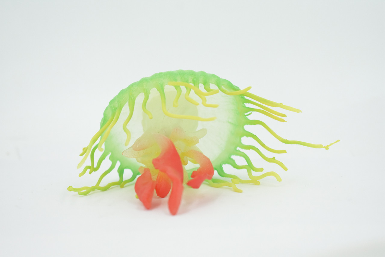 Jellyfish, Sea Jelly, Green and Red, Gelatinous zooplankton, Rubber, Jelly fish, Design, Educational, Figure, Lifelike, Model, Replica, Gift,    3 1/2"      F3386 B106