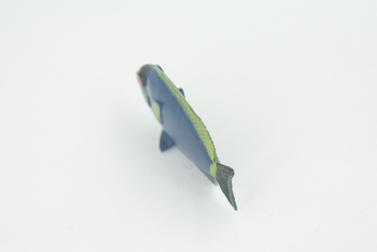 Surgeonfish, Tropical Powderblue Surgeonfish, Rubber Fish Design, Realistic Figure, Educational, Figure, Lifelike, Toy Model, Figurine, Replica, Gift,       2 1/4"      F3451 B48