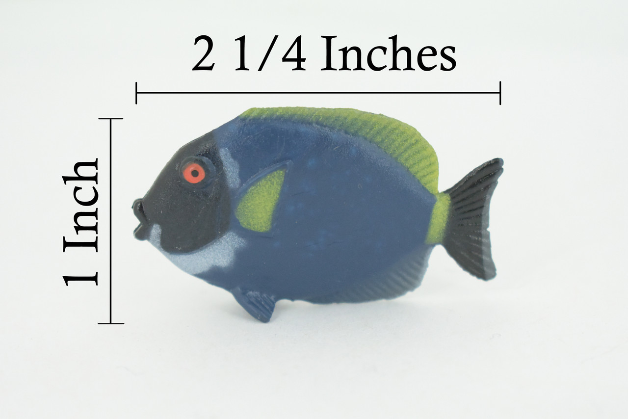 Surgeonfish, Tropical Powderblue Surgeonfish, Rubber Fish Design, Realistic Figure, Educational, Figure, Lifelike, Toy Model, Figurine, Replica, Gift,       2 1/4"      F3451 B48