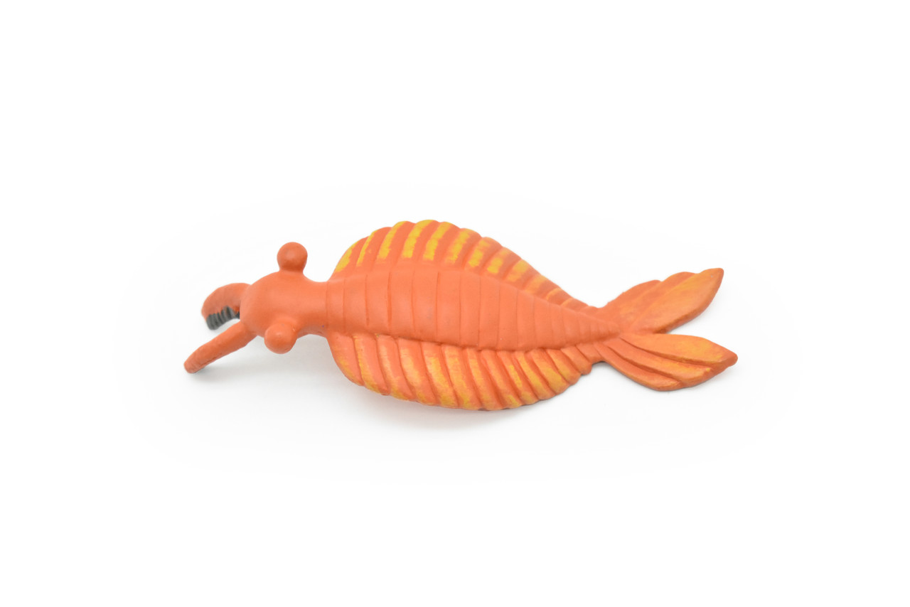 Anomalocaris, Cambrian Sea Animal, Very Nice Plastic Replica      4  inches long - F3471 B352