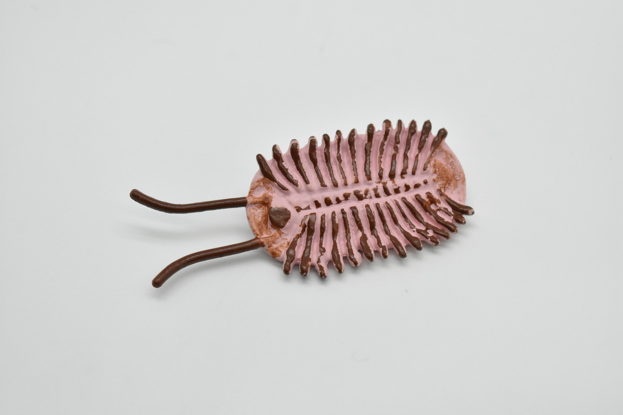 Naraoia, marine arthropods, Cambrian Sea Animal, Very Nice Plastic Reproduction    3"     F3473 B352