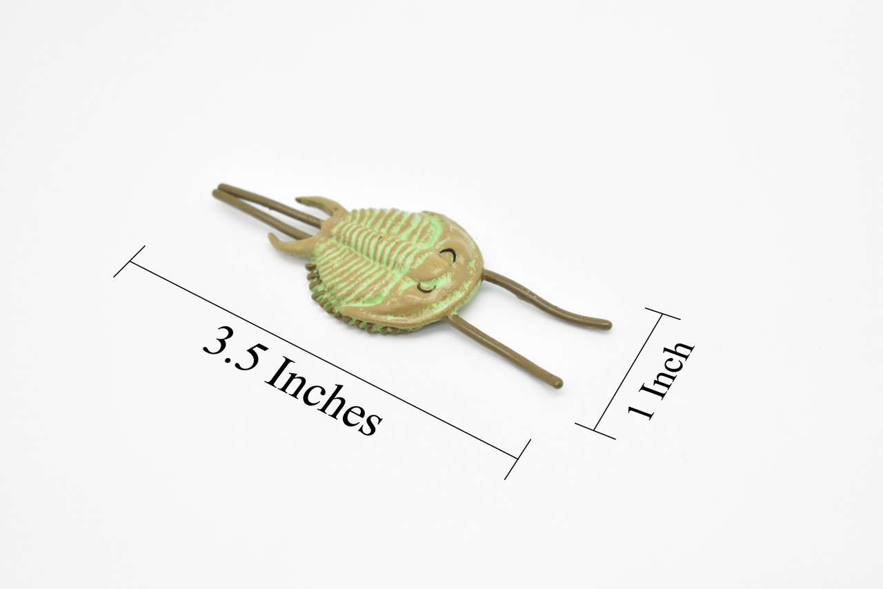 Tricrepicephalus, Ptychopariid Trilobites, Cambrian Sea Animal, Very Nice Plastic Reproduction 3 1/2" F3477 B352