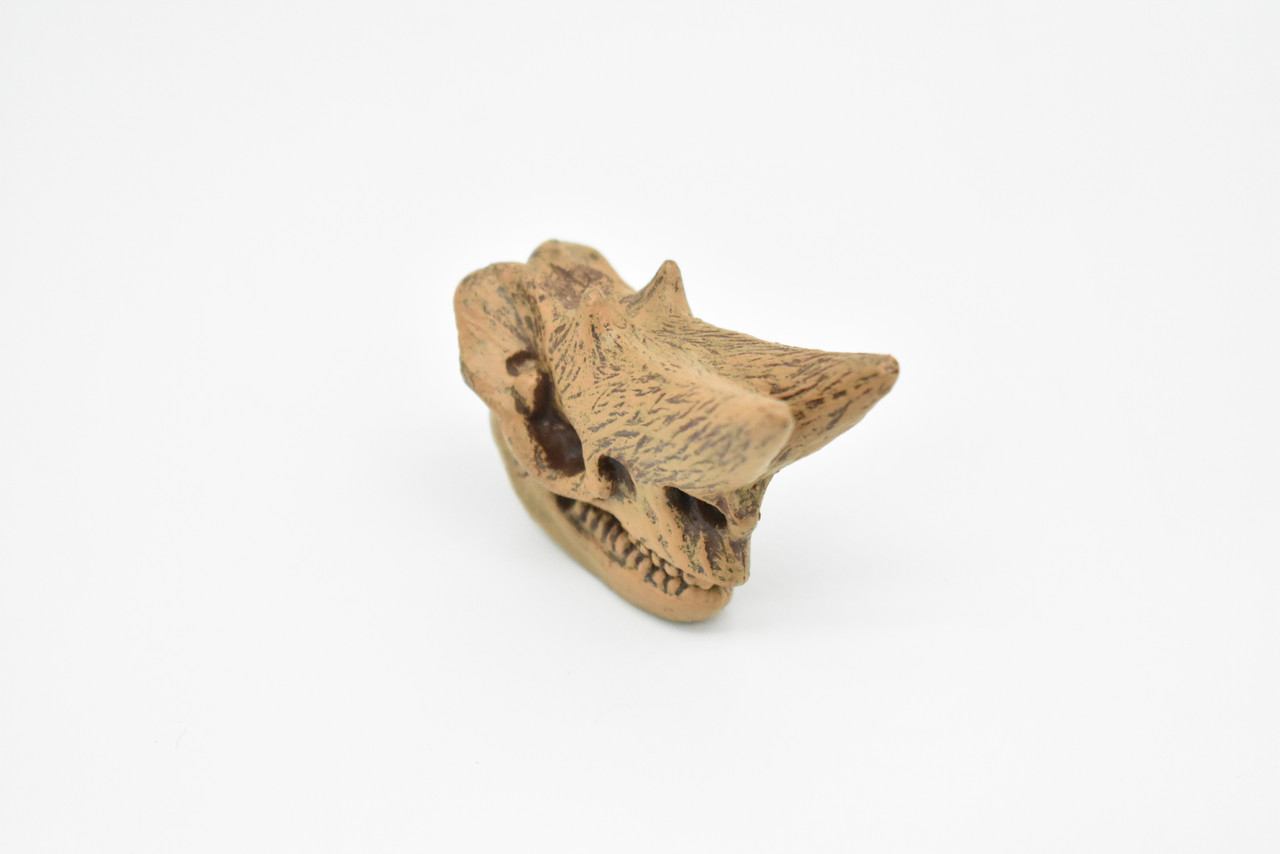 Arsinoitherium, Fossil Skull, Very Nice Plastic Replica  2" by 1 3/4"    F3519 B204
