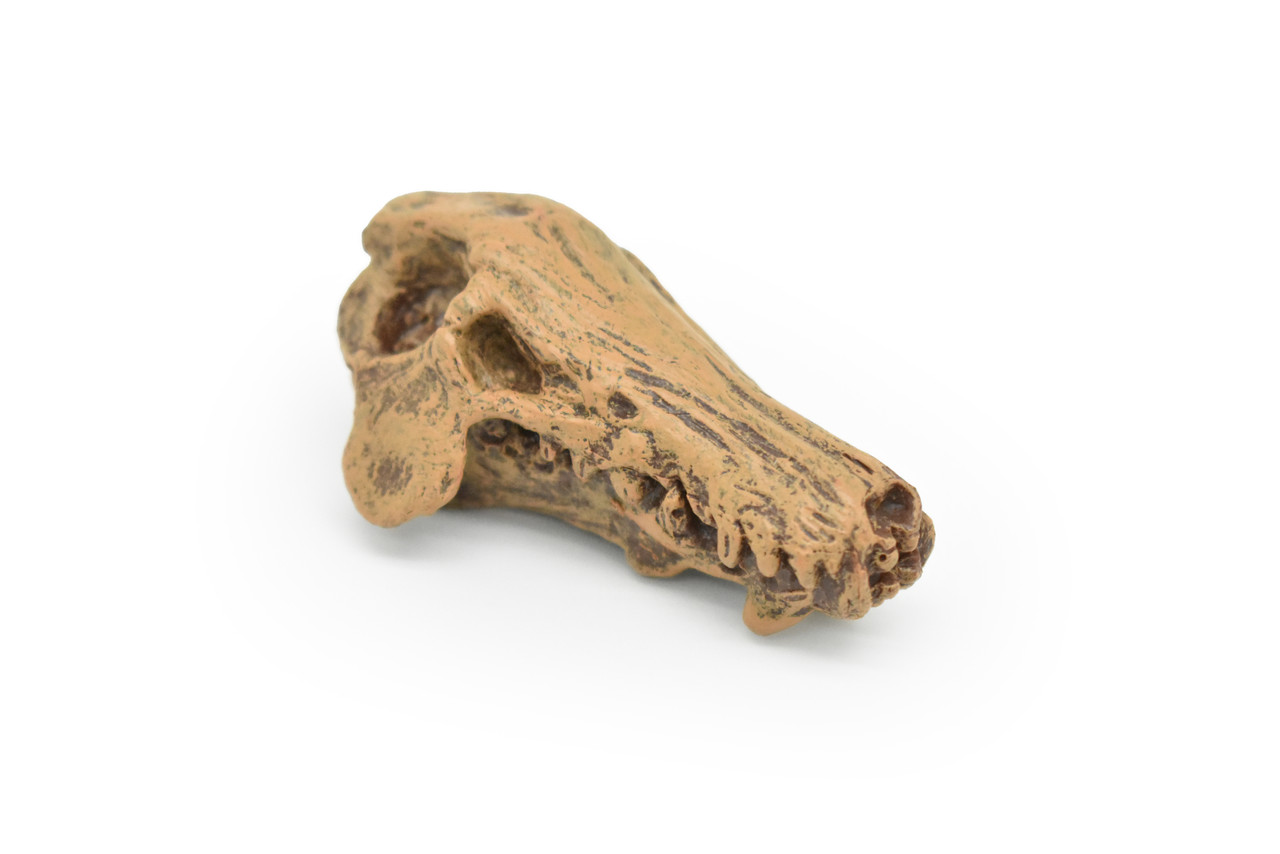 Daeodon, Terrible Pig Fossil Skull,  Very Nice Plastic Replica  2 1/4 inches long  F3520 B204