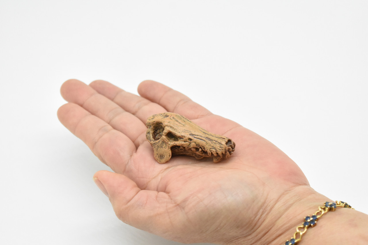 Daeodon, Terrible Pig Fossil Skull,  Very Nice Plastic Replica  2 1/4 inches long  F3520 B204