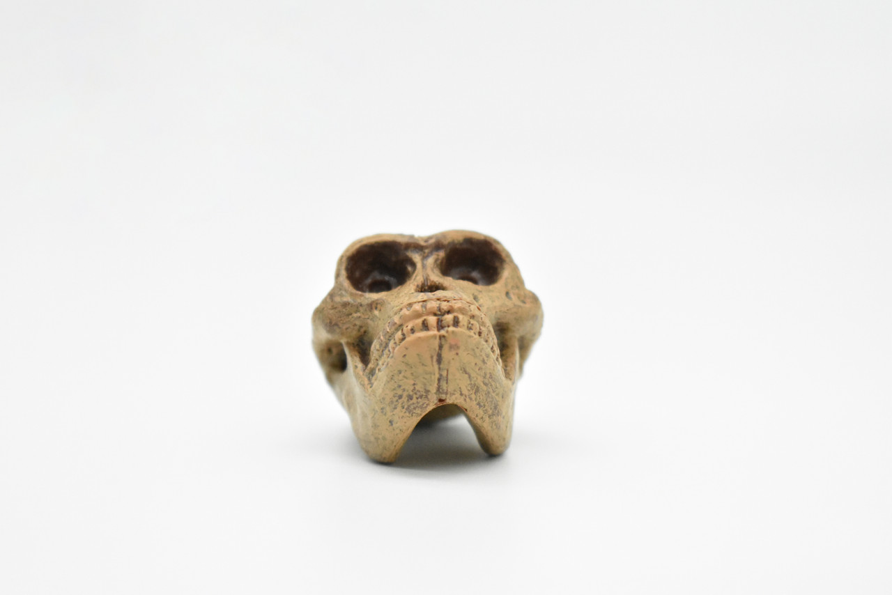 Australopithecus, Fossil Skull, Very Nice Plastic Replica     1 1/2" by 1 1/4"    F3524 B204