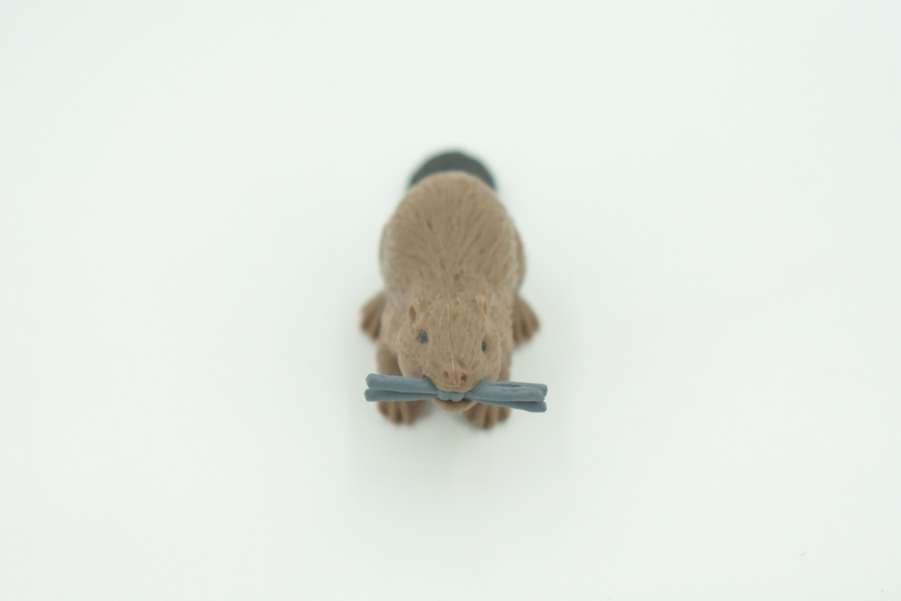Beaver, Brown Castor, Very Nice Rubber Animal, Educational, Realistic Figure, Lifelike Model, Figurine, Toy, Kids,  Gift,    2 1/4 Inches.      F3534 B138