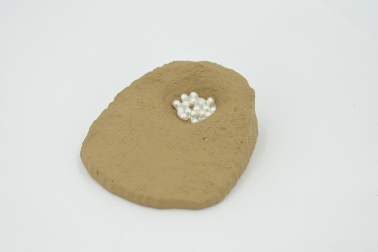 Sea Turtle, 4 Stages, Learn the Sea Turtle Life Cycle, Plastic Figure, Model, Realistic Replica, Educational, Figurine, Animal, Life Like, Gift,    3"    F3686 B328