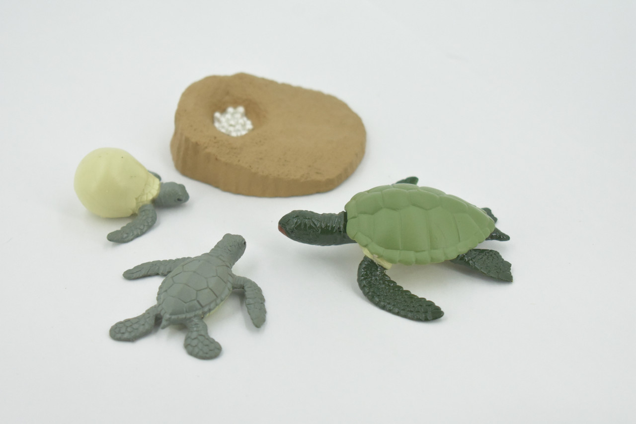 Sea Turtle, 4 Stages, Learn the Sea Turtle Life Cycle, Plastic Figure, Model, Realistic Replica, Educational, Figurine, Animal, Life Like, Gift,    3"    F3686 B328