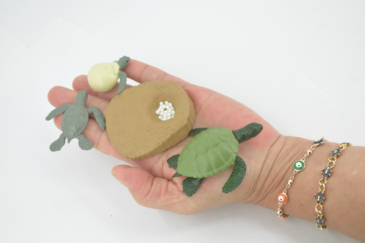 Sea Turtle, 4 Stages, Learn the Sea Turtle Life Cycle, Plastic Figure, Model, Realistic Replica, Educational, Figurine, Animal, Life Like, Gift,    3"    F3686 B328