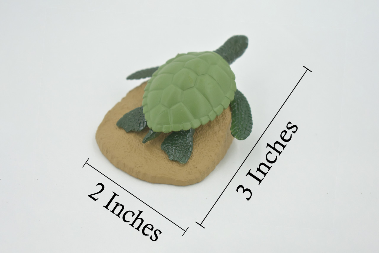 Sea Turtle, 4 Stages, Learn the Sea Turtle Life Cycle, Plastic Figure, Model, Realistic Replica, Educational, Figurine, Animal, Life Like, Gift,    3"    F3686 B328