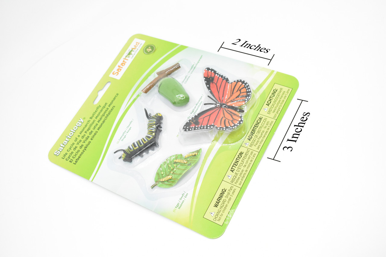 Monarch Butterfly, Life Cycle Model set, Very Nice Plastic Reproduction   4"    F4064 B319