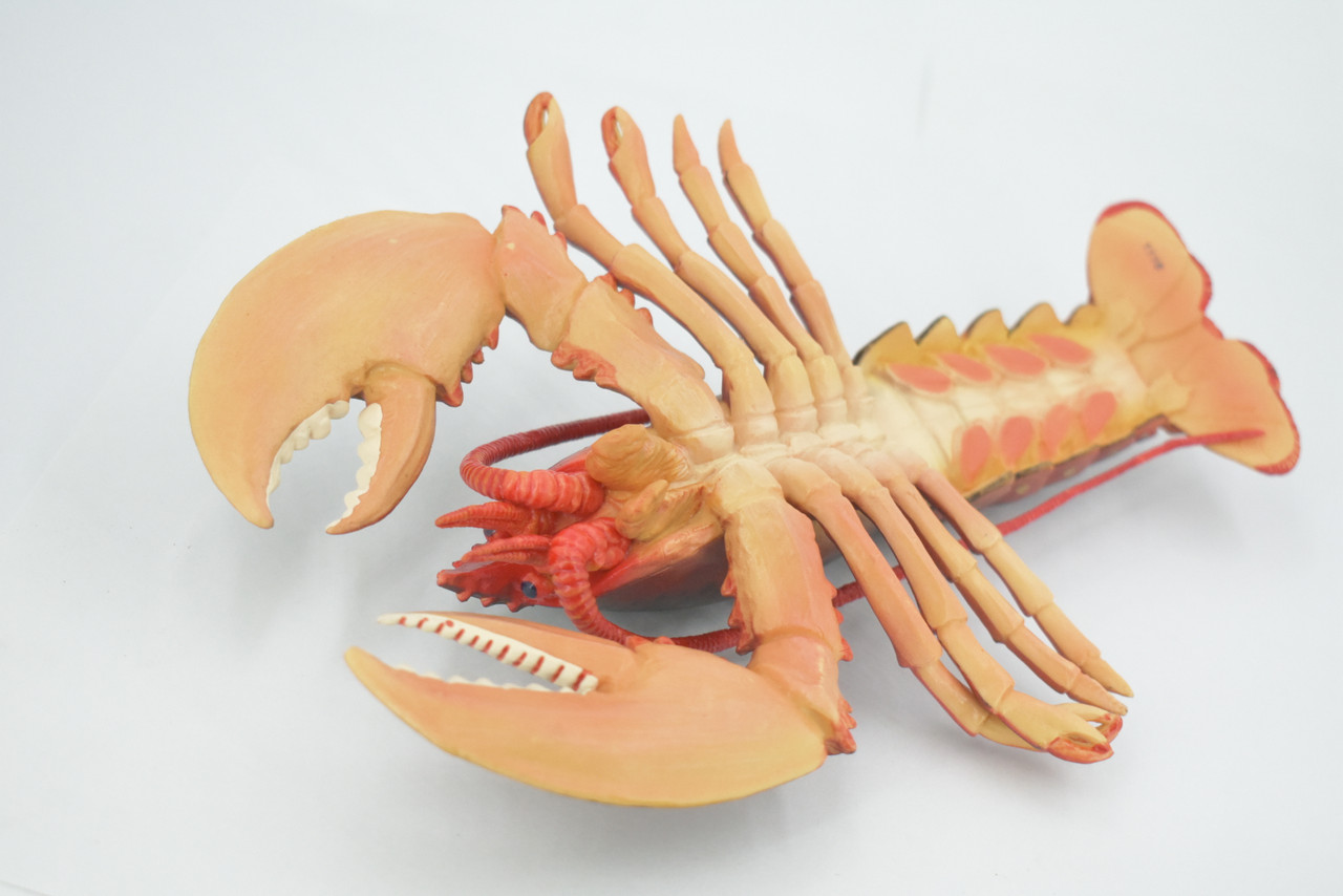 Lobster, East Coast, Maine, Red, Hard Rubber Crustaceans, Educational, Figure, Lifelike, Model, Replica, Gift,     9"  F4070 B91