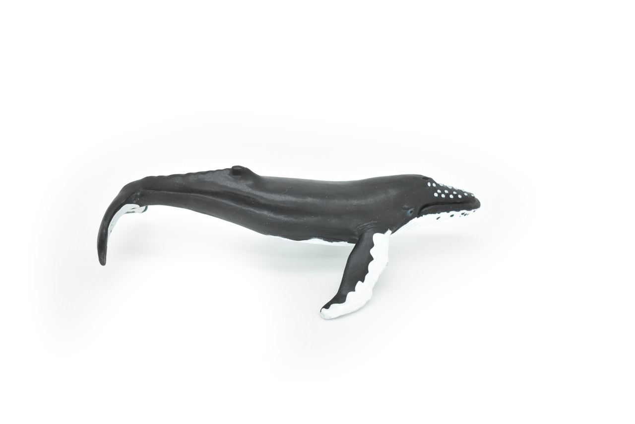 Humpback Whale, Realistic Toy Model Plastic Replica Animal, Kids Educational Gift  7"   F4075 B54