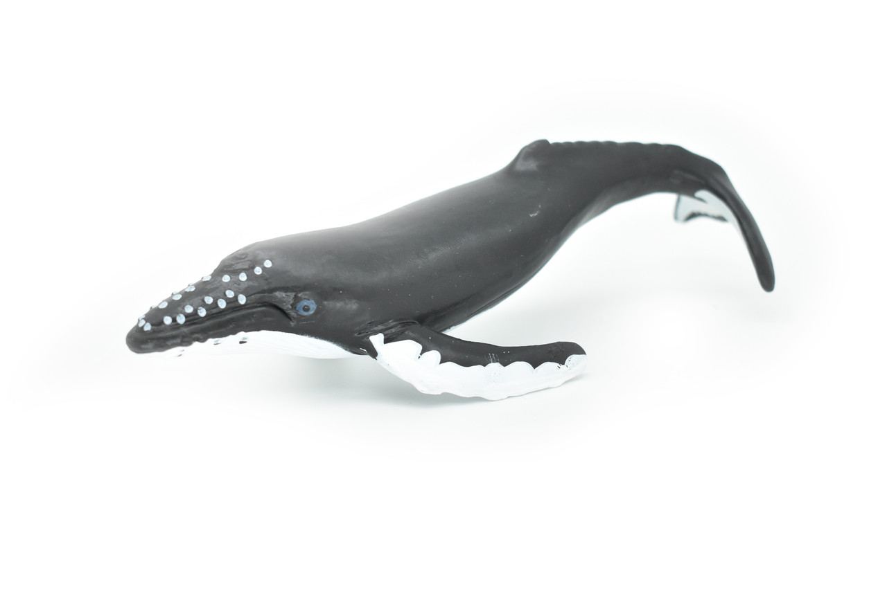 Humpback Whale, Realistic Toy Model Plastic Replica Animal, Kids Educational Gift  7"   F4075 B54
