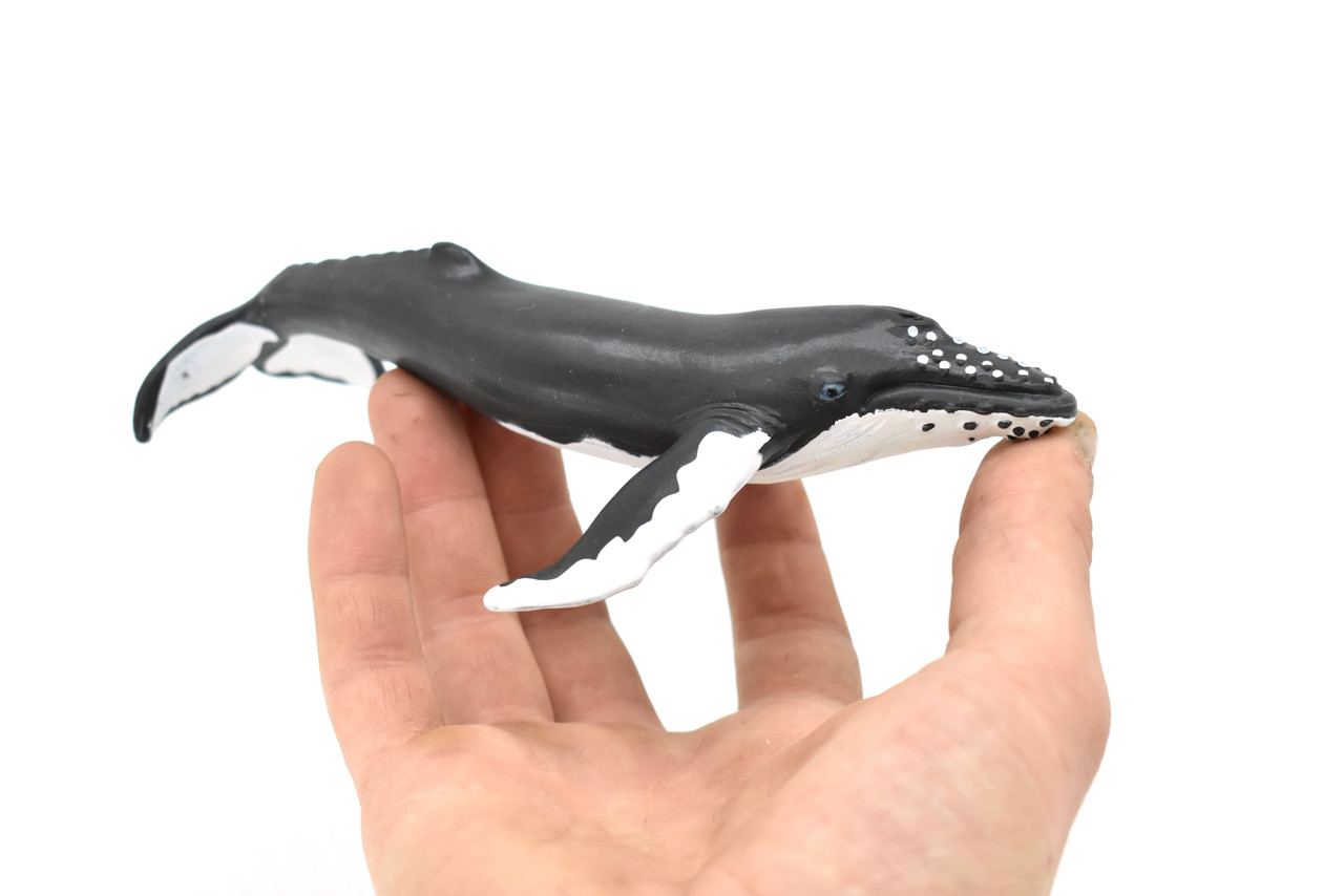 Humpback Whale, Realistic Toy Model Plastic Replica Animal, Kids Educational Gift  7"   F4075 B54