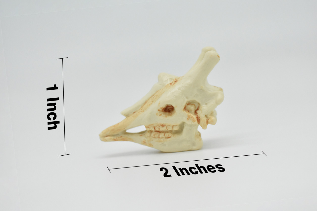 Giraffe Skull, Very Nice Plastic Reproduction  2  inches long     F4117 B193