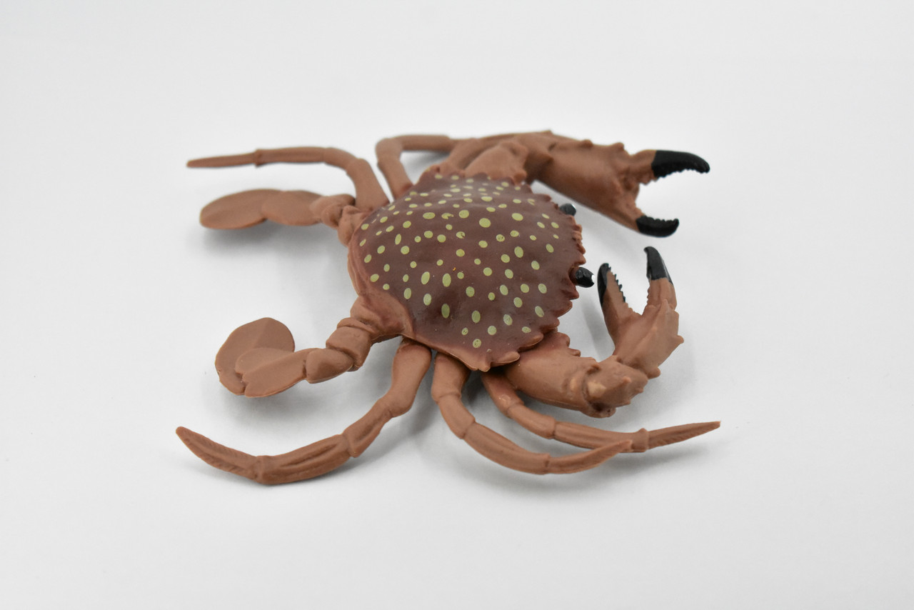 Crab, Young, Dungeness Crab, Rubber, Crustaceans, Educational, Realistic, Hand Painted, Figure, Lifelike Figurine, Replica, Gift,      5 1/2"       F466 B4