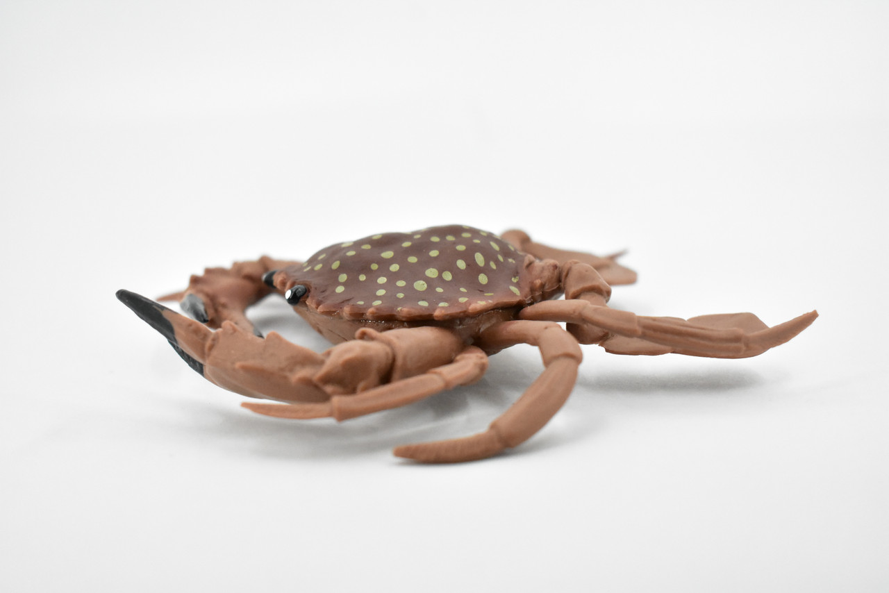 Crab, Young, Dungeness Crab, Rubber, Crustaceans, Educational, Realistic, Hand Painted, Figure, Lifelike Figurine, Replica, Gift,      5 1/2"       F466 B4