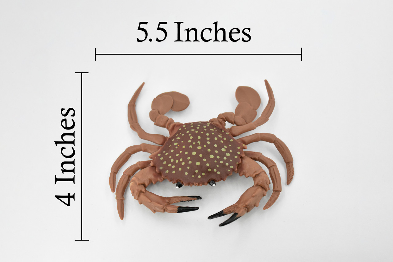 Crab, Young, Dungeness Crab, Rubber, Crustaceans, Educational, Realistic, Hand Painted, Figure, Lifelike Figurine, Replica, Gift,      5 1/2"       F466 B4