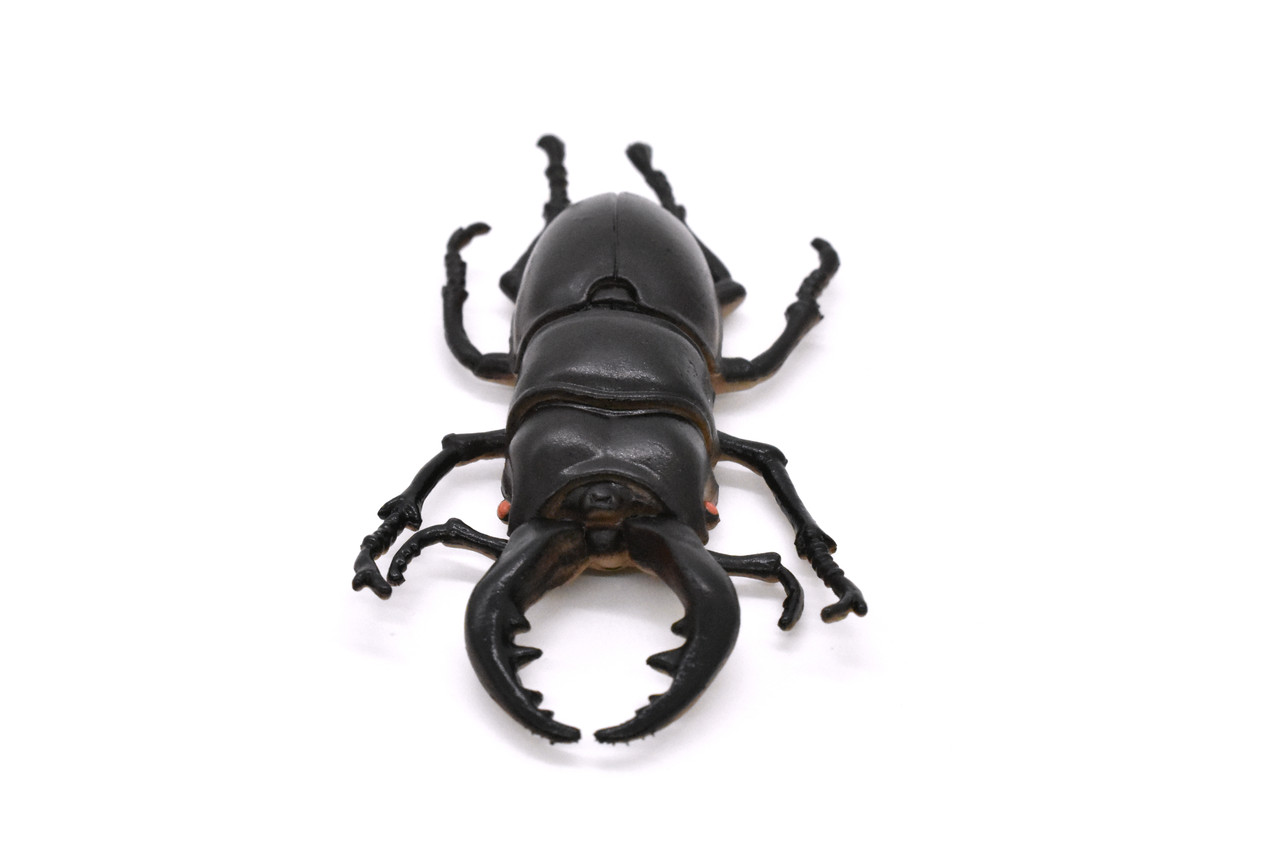 Stag Beetle, Lucanus cervus, Realistic Rubber Model, Bug, Insect, Educational, Hand Painted, Figure, Lifelike, Model, Figurine, Replica, Toy, 3 Inches  