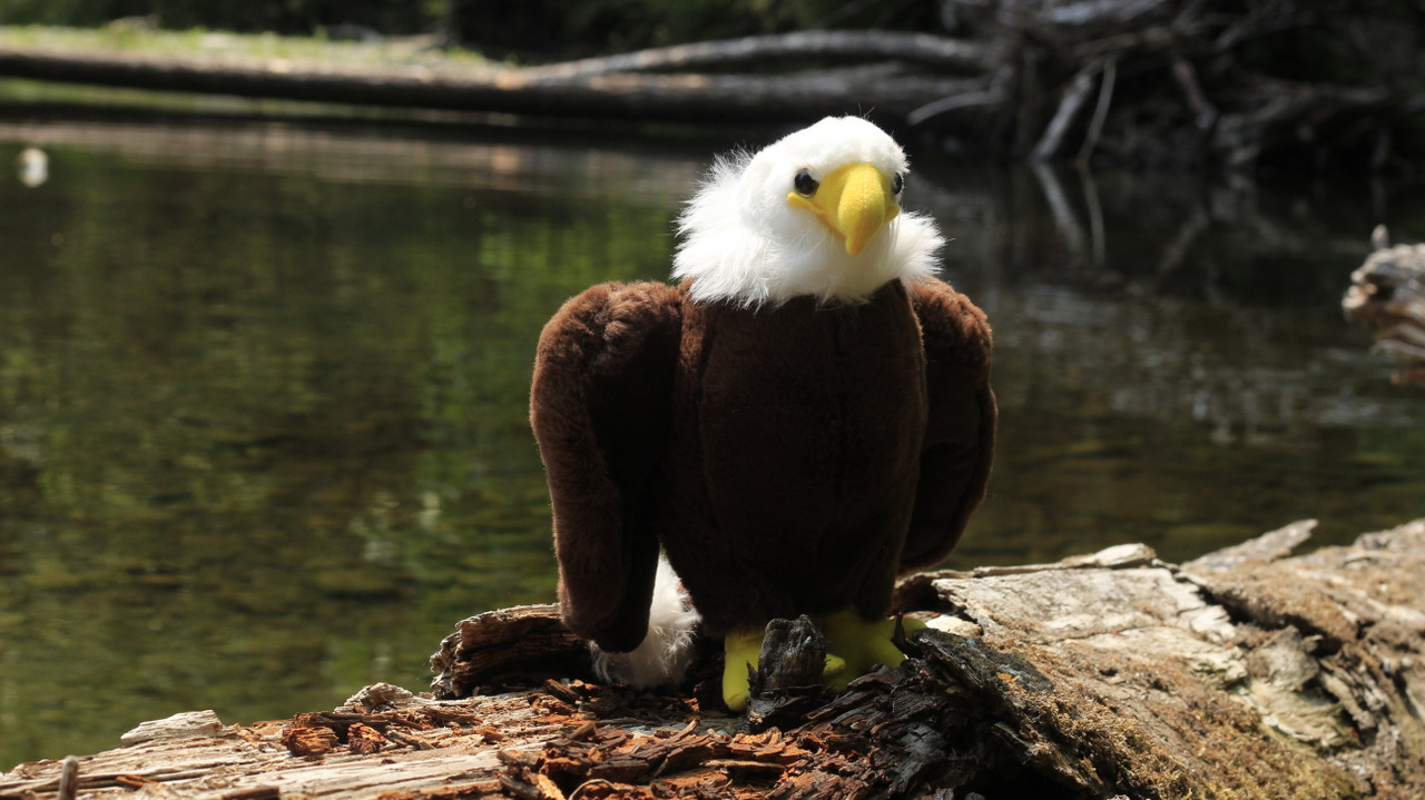 Bald Eagle, Realistic Stuffed Bird Soft Toy Educational Kids Gift Very Nice Plush Animal   10"   F080 BB16