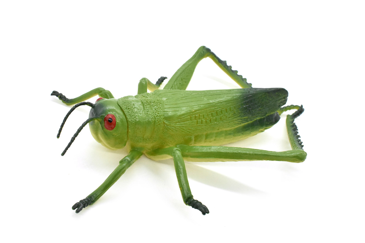 Grasshopper, Locusts, Caelifera, Realistic Rubber Model, Bug, Insect, Educational, Hand Painted, Figure, Lifelike, Model, Figurine, Replica, Toy, 8 Inches. 