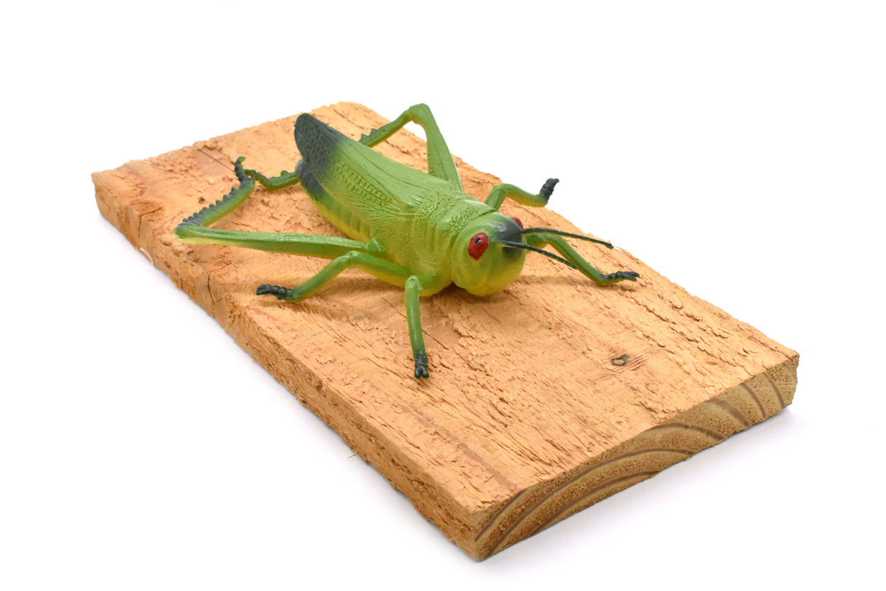 Grasshopper, Locusts, Caelifera, Realistic Rubber Model, Bug, Insect, Educational, Hand Painted, Figure, Lifelike, Model, Figurine, Replica, Toy, 8 Inches. 