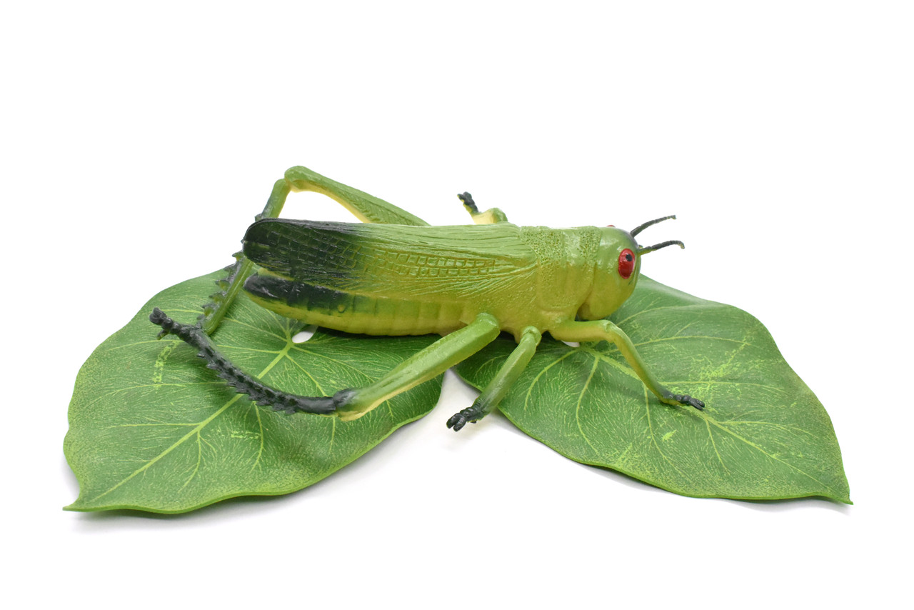 Grasshopper, Locusts, Very Nice Rubber Insect, Realistic Figure, Model, Replica, Toy, Kids, Educational, Gift, 