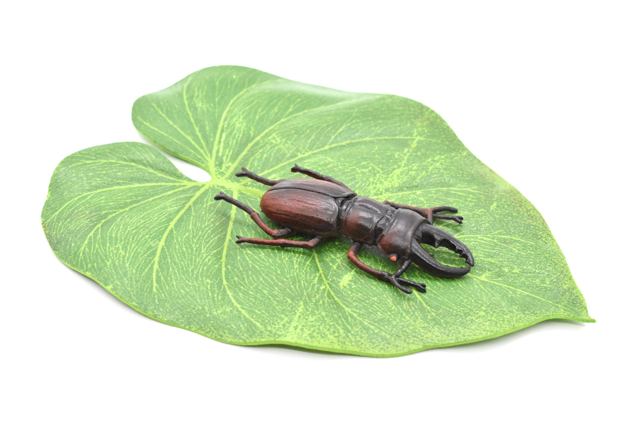 Stag Beetle, Lucanus cervus, Realistic Rubber Model, Bug, Insect, Educational, Hand Painted, Figure, Lifelike, Model, Figurine, Replica, Toy, 2 3/4 Inches  